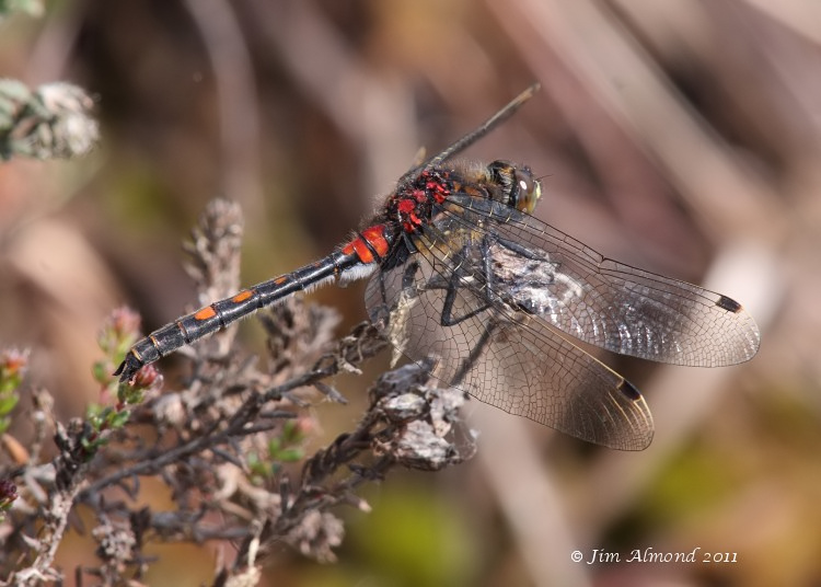  White faced Darter male cu side Whixall Moss 4 6 11 IMG_1319